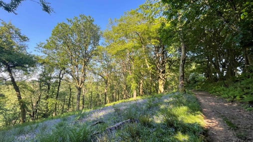 A path through the woods on the right hand side with bluebells and trees on a slight slope on the left
